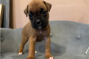 Gypsy - Boxer for sale