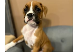 Gerald - puppy for sale