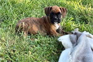 Blossom - Boxer for sale