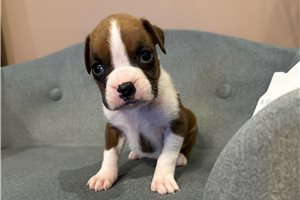 Fitz - Boxer for sale