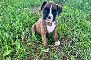 Birdie - Boxer for sale