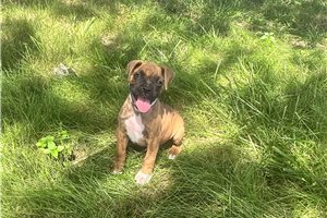 Bugsy - Boxer for sale