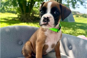 Burger - puppy for sale