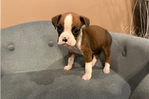 Houston store boxer breeders