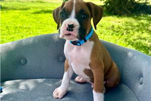 Blake - Boxer for sale