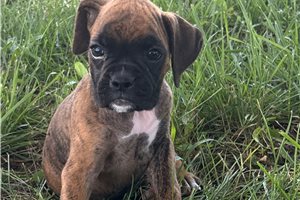 Blossom - Boxer for sale