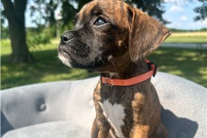 Billy - Boxer for sale
