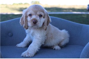 Perro - Cocker Spaniel for sale