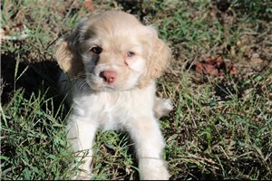 Percy - Cocker Spaniel for sale