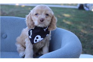 Pete - Cocker Spaniel for sale
