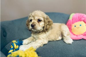 Abigail - puppy for sale