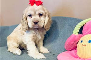 Aurora - Cocker Spaniel for sale