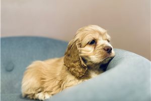 Adeline - puppy for sale