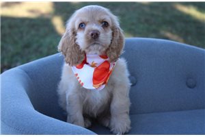 Penelope - Cocker Spaniel for sale