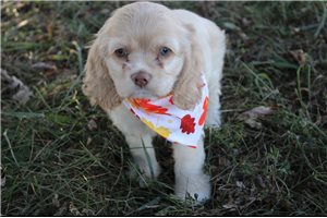 Peony - Cocker Spaniel for sale