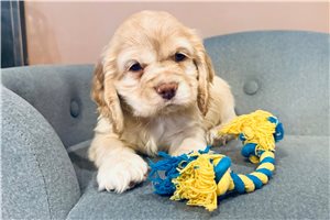 Asher - Cocker Spaniel for sale