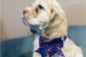 Aria - puppy for sale