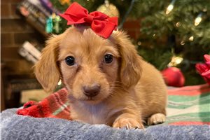 Abigail - Dachshund, Mini for sale