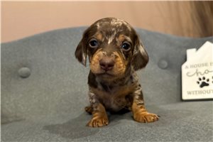 Donald - puppy for sale