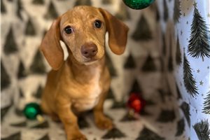 Zahara - Dachshund, Mini for sale