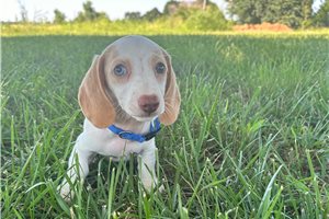 Parker - Dachshund, Mini for sale
