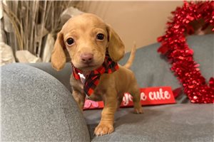George - Dachshund, Mini for sale