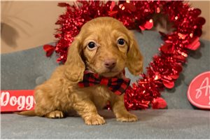 Giovanni - Dachshund, Mini for sale