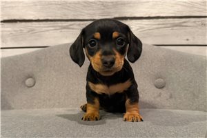Brooklyn - Dachshund, Mini for sale