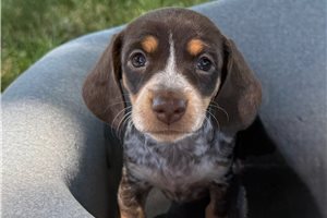 Brownie - puppy for sale