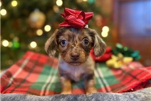 Alexis - Dachshund, Mini for sale