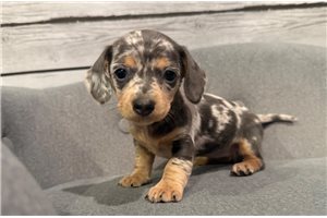 Brenna - puppy for sale