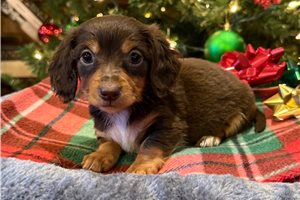 Alana - Dachshund, Mini for sale