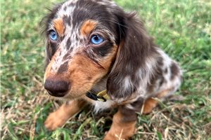 Nala - Dachshund, Mini for sale