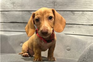 Peterson - Dachshund, Mini for sale