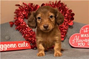 Gabriel - Dachshund, Mini for sale