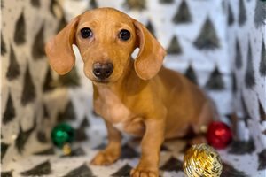Zoey - Dachshund, Mini for sale