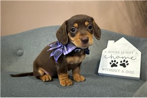 Demi - puppy for sale