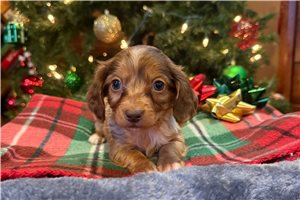 Archie - Dachshund, Mini for sale