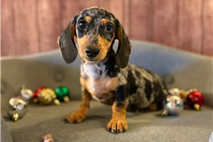 Zelda - Dachshund, Mini for sale