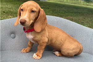 Peterson - puppy for sale