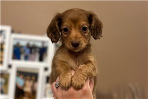 Della - puppy for sale