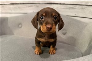 Brock - puppy for sale