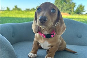 Piper - Dachshund, Mini for sale