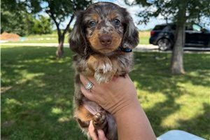 Archer - Dachshund, Mini for sale