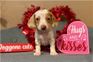 Gabriella - Dachshund, Mini for sale