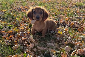 Vance - Dachshund, Mini for sale