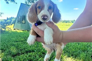 Paisley - puppy for sale