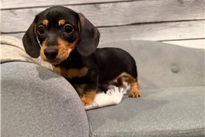 Brooklyn - Dachshund, Mini for sale