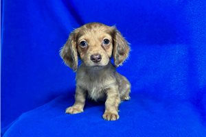 Scout - Dachshund for sale