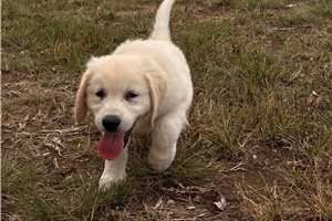 Lamont - Golden Retriever for sale